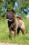 Shar Pei