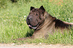 lying Shar Pei