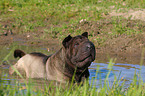 bathing Shar Pei