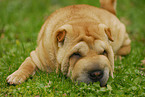 lying Shar Pei