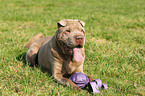 lying Shar Pei