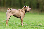 Shar Pei