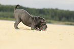 young Shar Pei