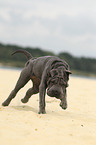 young Shar Pei