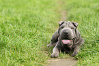 young Shar Pei