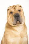 Shar Pei Portrait