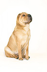 sitting Shar Pei