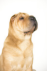 Shar Pei Portrait