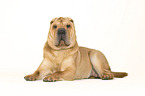 lying Shar Pei