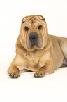 lying Shar Pei