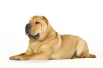 lying Shar Pei