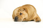 lying Shar Pei