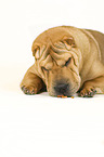 lying Shar Pei