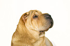 Shar Pei Portrait