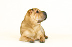 lying Shar Pei