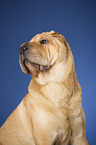 Shar Pei Portrait