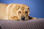 lying Shar Pei