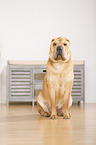 sitting Shar Pei