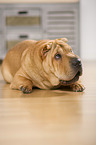 lying Shar Pei