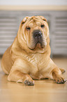 lying Shar Pei