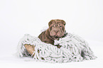 Shar Pei Puppy