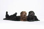 3 Shar Pei Puppies