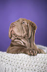 Shar Pei Puppy