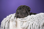 Shar Pei Puppy