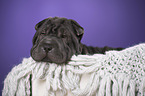 Shar Pei Puppy