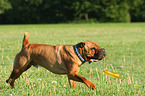 playing Shar Pei