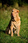 sitting Shar Pei