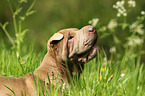 Shar Pei Portrait