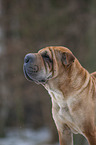 Shar Pei Portrait