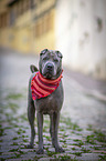 standing shar pei