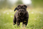 standing Shar Pei Puppy