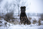 Shar Pei in the winter