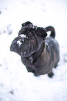 Shar Pei in the winter