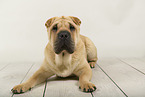 Shar Pei