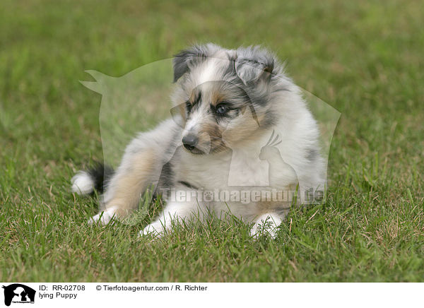 liegender Sheltie Welpe / lying Puppy / RR-02708