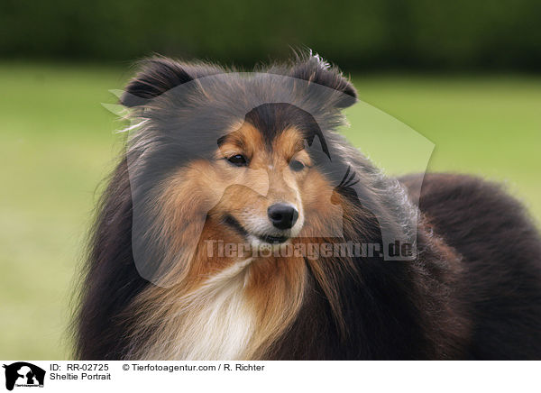 Sheltie Portrait / Sheltie Portrait / RR-02725