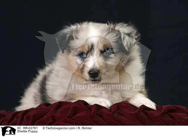 Blue Merle Sheltie Welpe / Sheltie Puppy / RR-02761