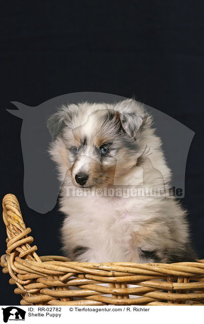 Blue Merle Sheltie Welpe / Sheltie Puppy / RR-02782