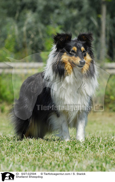 Shetland Sheepdog / Shetland Sheepdog / SST-02594