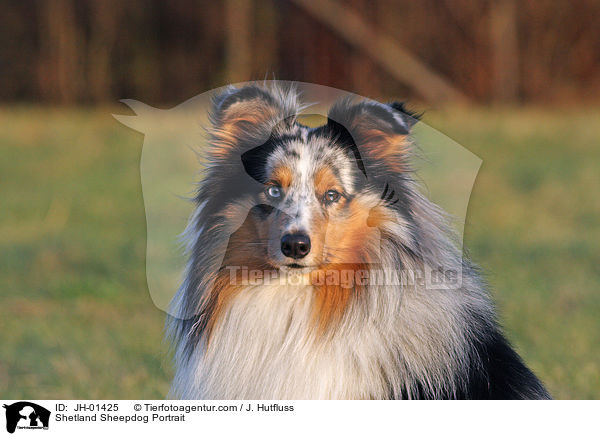 Shetland Sheepdog Portrait / Shetland Sheepdog Portrait / JH-01425