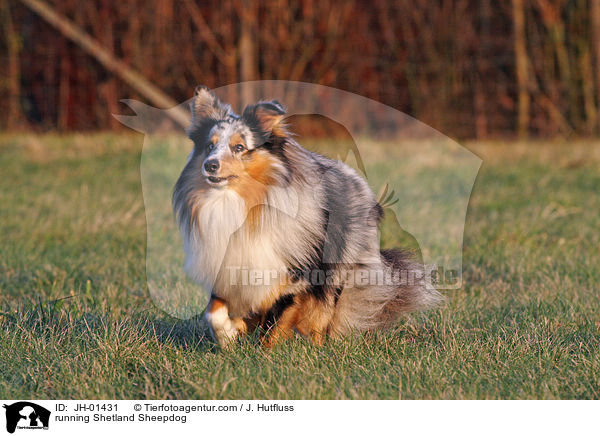 rennender Sheltie / running Shetland Sheepdog / JH-01431