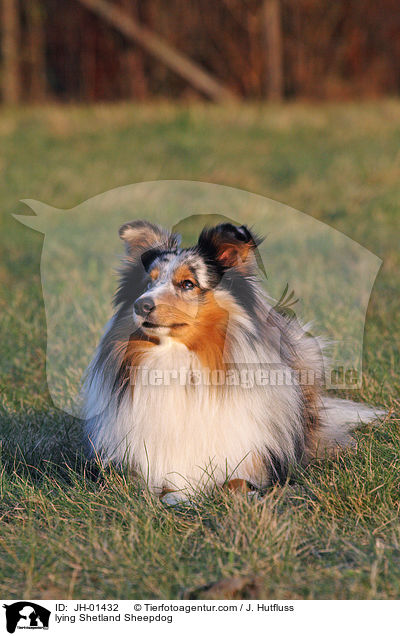 liegender Sheltie / lying Shetland Sheepdog / JH-01432