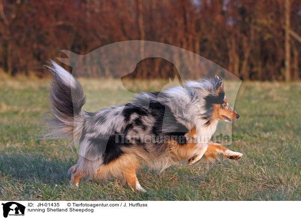 rennender Sheltie / running Shetland Sheepdog / JH-01435