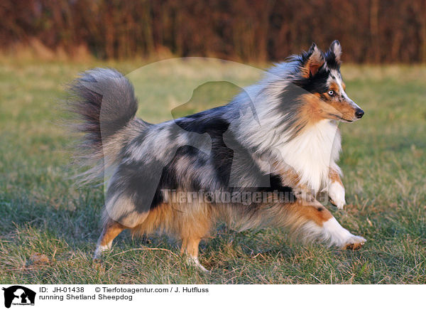 rennender Sheltie / running Shetland Sheepdog / JH-01438