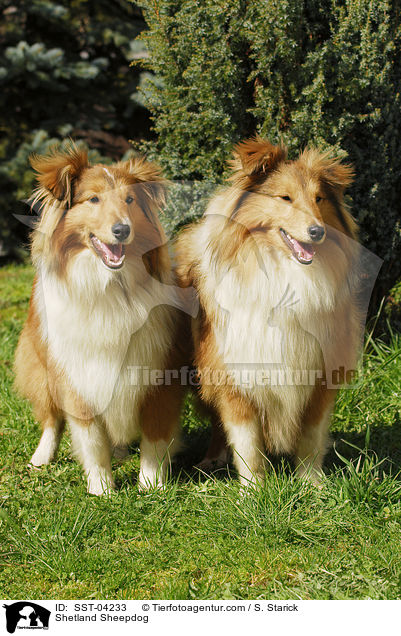 Shetland Sheepdog / Shetland Sheepdog / SST-04233