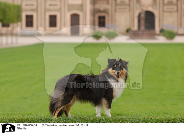 Sheltie / Sheltie / MR-03454